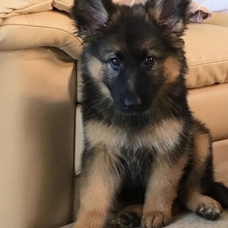 Successfully trained dog 1 - Cause For Paws