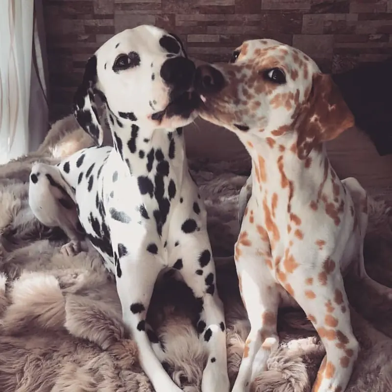 Successfully trained dog 2 - Cause For Paws