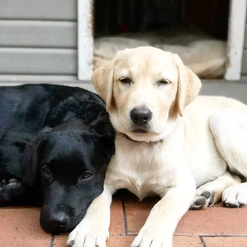 Successfully trained dog 3 - Cause For Paws