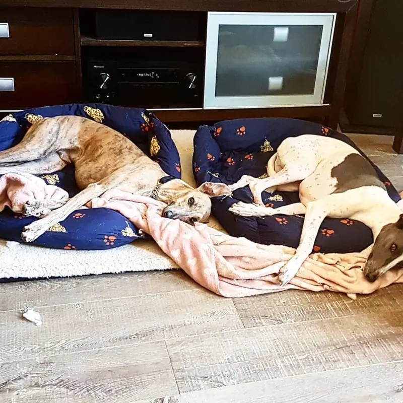 Successfully trained dog 5 - Cause For Paws