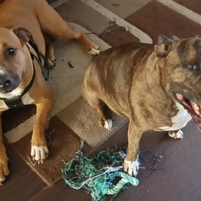 Successfully trained dog 6 - Cause For Paws