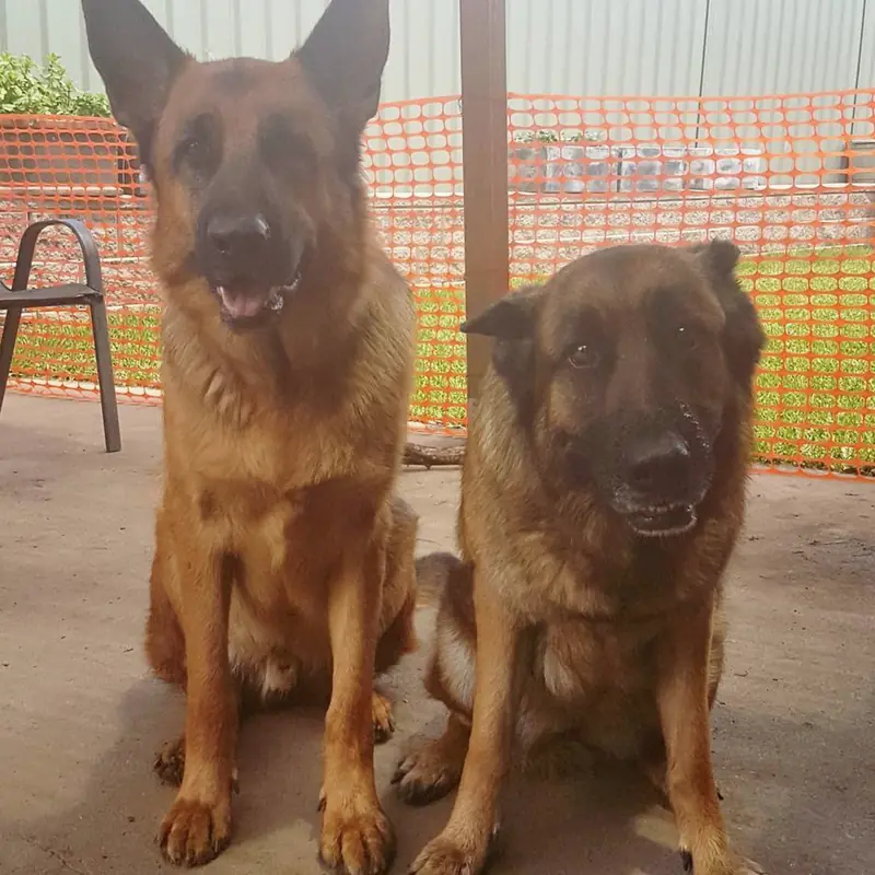 Successfully trained dog 8 - Cause For Paws