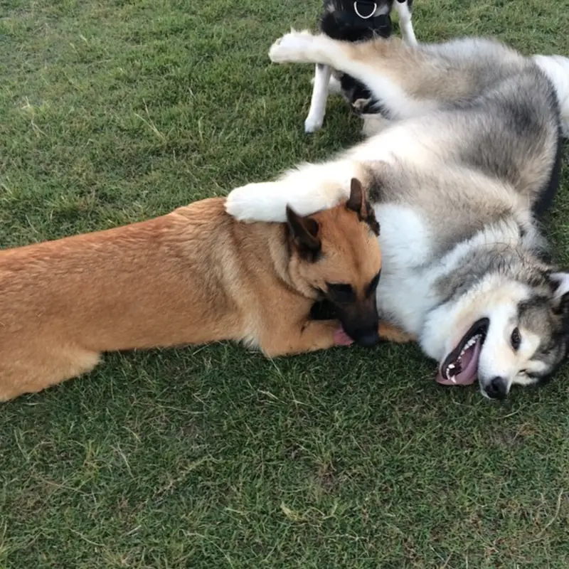 Successfully trained dog 9 - Cause For Paws