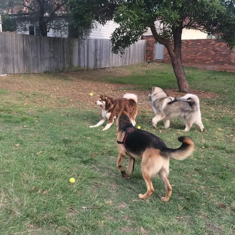 Successfully trained dog 10 - Cause For Paws