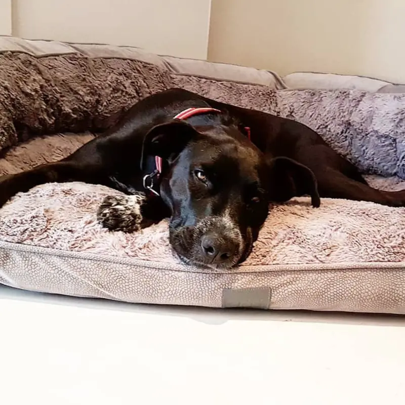 Successfully trained dog 11 - Cause For Paws