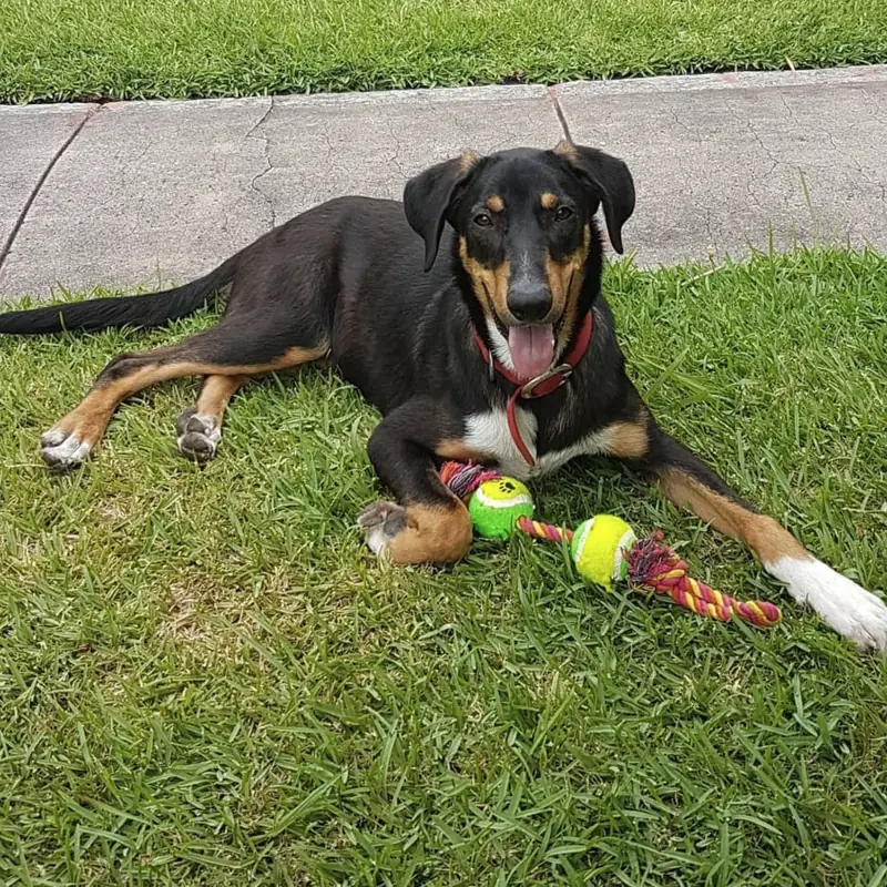 Successfully trained dog 12 - Cause For Paws