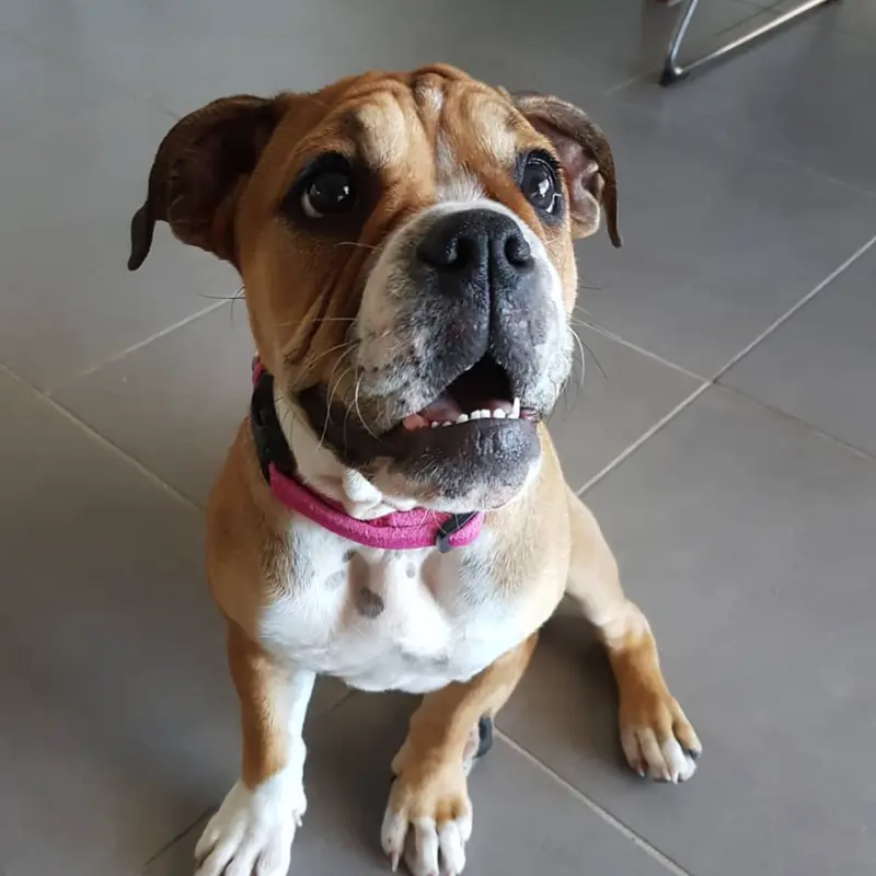 Successfully trained dog 13 - Cause For Paws