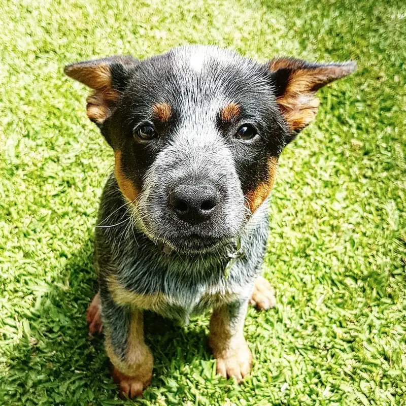 Successfully trained dog 14 - Cause For Paws