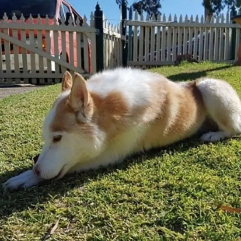 Successfully trained dog 15 - Cause For Paws