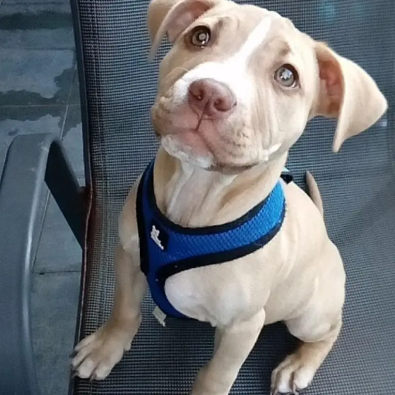 Successfully trained dog 16 - Cause For Paws