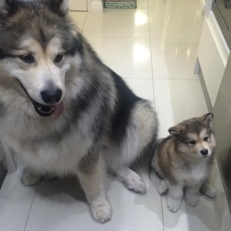 Successfully trained dog 17 - Cause For Paws