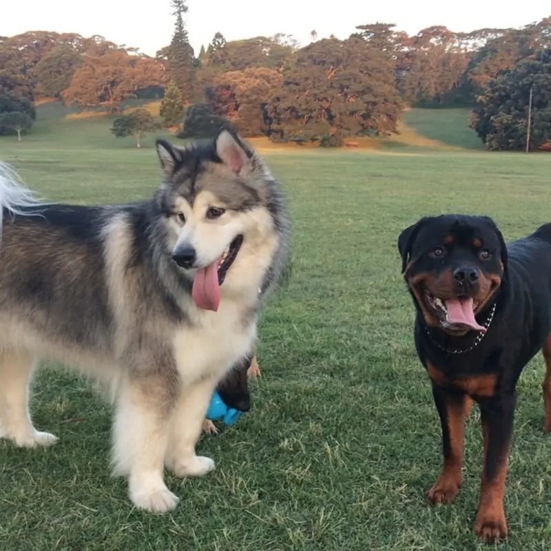 Successfully trained dog 18 - Cause For Paws