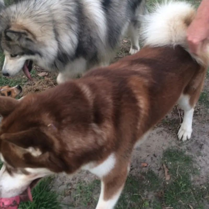 Successfully trained dog 19 - Cause For Paws