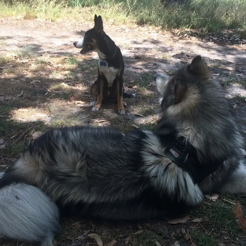 Successfully trained dog 20 - Cause For Paws