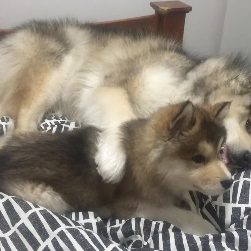 Successfully trained dog 21 - Cause For Paws