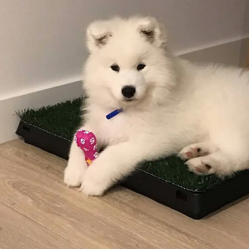 Successfully trained dog 23 - Cause For Paws