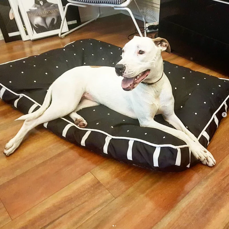 Successfully trained dog 24 - Cause For Paws