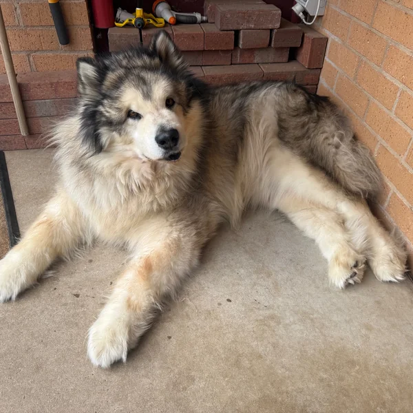 Anouk at 14 years old - retired but still majestic